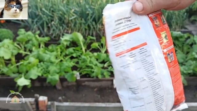 Чем подкормить репу при выращивании в открытом грунте для хорошего корнеплода