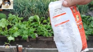 Чем подкормить репу при выращивании в открытом грунте для хорошего корнеплода