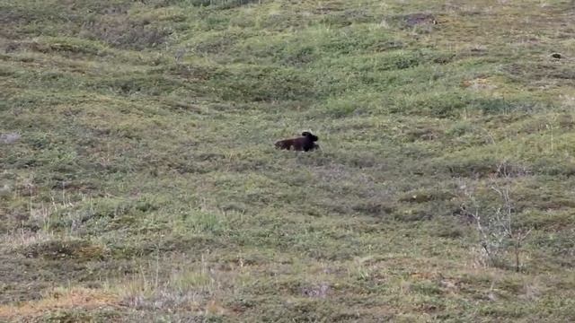 Медведь катится с холма в Национальном парке Денали смотреть онлайн