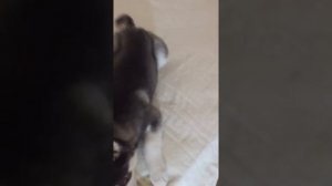 Хаски делает на зло