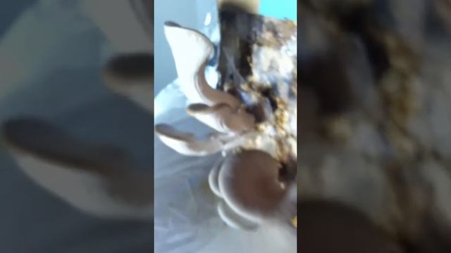 Indoor Mushroom Cultivation (series 2) part 5 смотреть онлайн