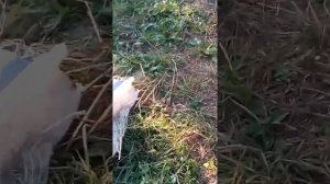 Лечим пчел.пихтовым маслом