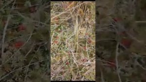 Первый выезд гусеничного на болото, за клюквой . Часть 1