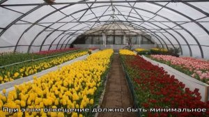 Сколько растет тюльпан в теплице — выгоняем луковичные к праздникам