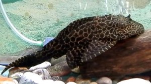 Парчовый сом (Парчовый птеригоплихт)