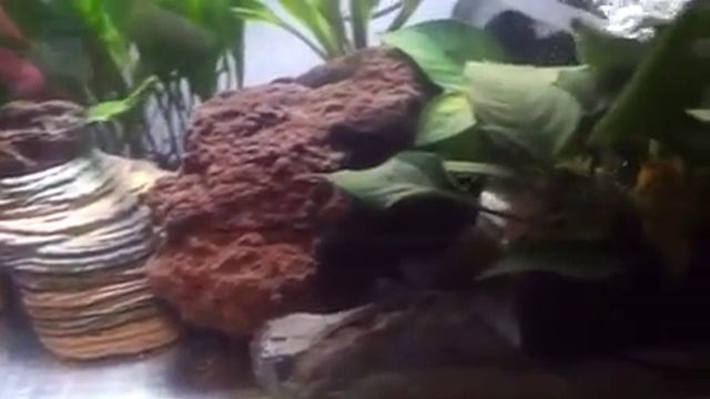 Maingano eat Cichlid vegi Pellets смотреть онлайн