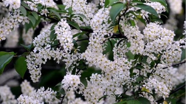 БЕЛАЯ ЧЕРЕМУХА смотреть онлайн