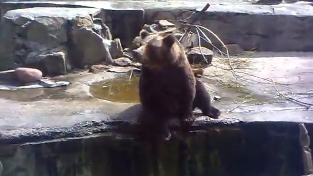 Калининградский зоопарк ответ стесняющемуся медведю смотреть онлайн