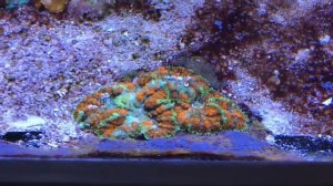 Austin AquaDome's , Red Sea Max-S