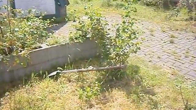 Плоский персик сорта "Горный красный" смотреть онлайн