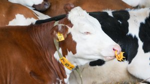 Тыквы и овцы. Варим сыр. Экскурсия на Русский Пармезан.