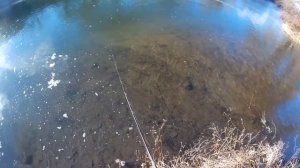 Bearking Mag Squad 115