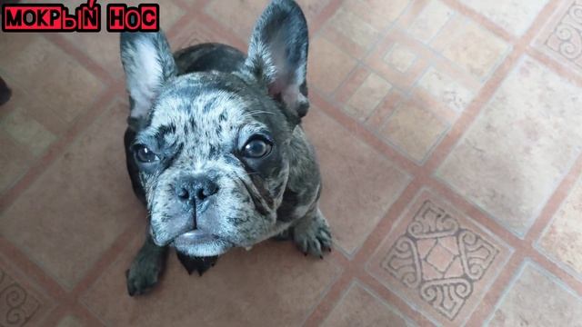 Как добиться послушания: 1 шаг Зрительный контакт. Французский бульдог Луна смотреть онлайн