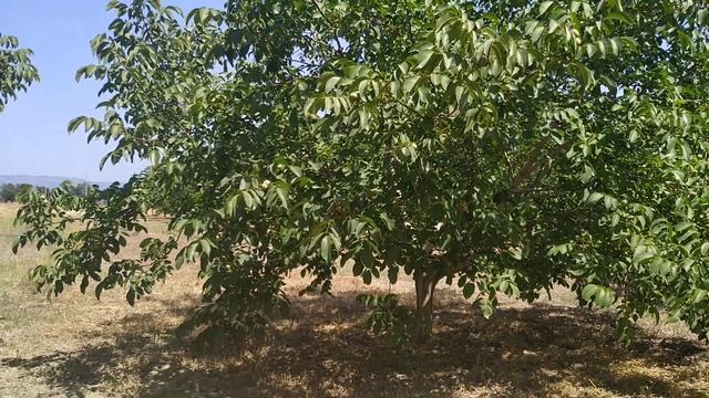 Сад грецкого ореха Чандлер, но не Чандлер...