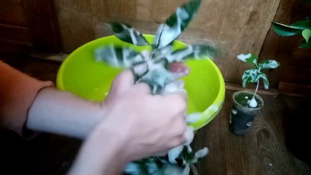 Что делать с цитрусами после покупки, экзотические растения . Адаптация цитрусов дома смотреть онлайн