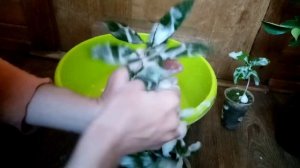 Что делать с цитрусами после покупки, экзотические растения . Адаптация цитрусов дома