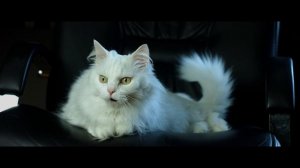 Кот Майкл возвращается!!!