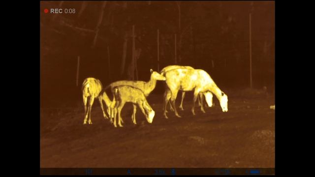 Termokaamera Pulsar Axion XQ38 - Värvirežiim Sepia смотреть онлайн