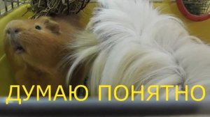 Морские свинки дерутся/свинка стучит зубами/Звуки морских свинок/Елена и зверята