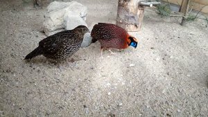 Содержание трогопаны теминки