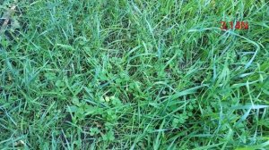 ☘️подготовка почвы под хостарий #PetrNovar#агротехника#хосты@3.14N