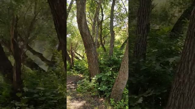 ПОСМОТРИТЕ КАКАЯ ДЕВСТВЕННАЯ ПРИРОДА #природа #озеро #горы #архыз #рыбалка #черкесск #отдых смотреть онлайн