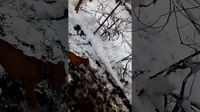 Первая дрессировка стаффордширского терьера