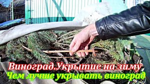 Виноград.Укрытие на зиму применяя разные способы.Чем лучше укрывать виноград