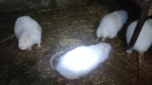 Кормление нутрий, какие щенки?