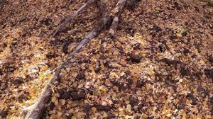 Охота с Лайками. Проверка солонца. Лоси на Солонце 2021г.