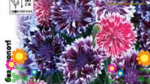 Василек. Краткий обзор, описание характеристик centaurea moschata, amberboa moschata Фрости Микс