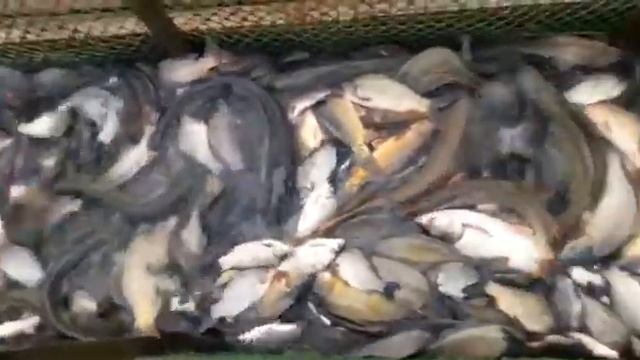 Пруд Усадьба рыбалка хозяйство бизнес готовый смотреть онлайн