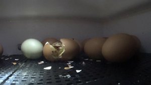 Всех цыплят -  пасхалят пришлось посадить в печку. Не всё гладко. От яйца до яйца выпуск 4