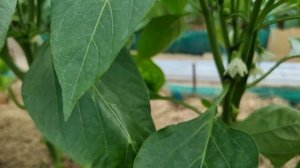 Совмещённая посадка разных культур. Ранний урожай. Зелень и овощи гигантские. Использование площади