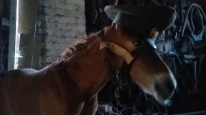 #Лошади родился жеребёнок назвали Генерал