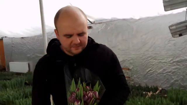 Вирощування тюльпанів. Тюльпан Блу Вау. Tulips Blue Wow / Выращивание тюльпанов.