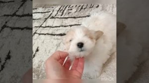 InShot_20231019_091836153.mp4