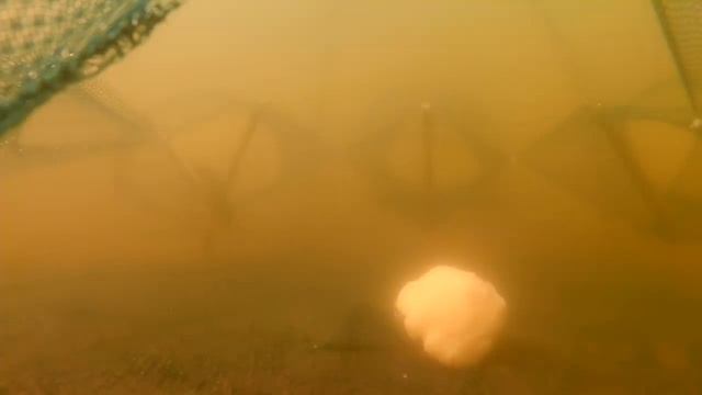 Установил Камеру в Раколовку Раки не заставили долго ждать. Подводное видео смотреть онлайн