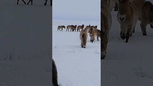 Лошади Пржевальского зимой