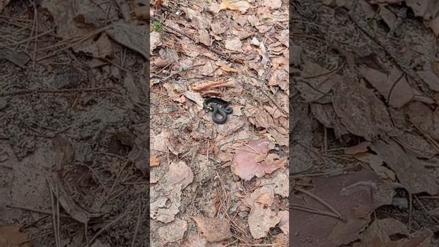 Лесной уж. Умке не нравится новое знакомство/ Litttle Snake in forest смотреть онлайн