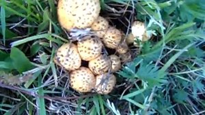 {Чешуйчатка обыкновенная}