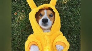 Локи Бобо и я