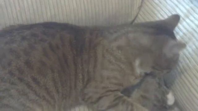 dia de limpieza a una ocupa en casa смотреть онлайн