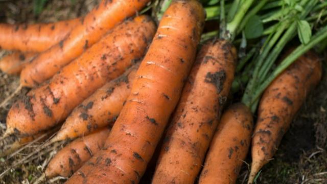 Морковь. От биологии к агротехнике смотреть онлайн