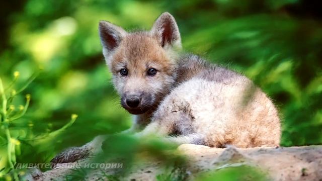 Мальчишка спас маленького волчонка! А когда волчонок подрос он отплатил ему добром. Волчья верность смотреть онлайн