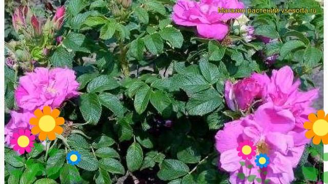 Роза морщинистая Мойе Хаммарберг. Краткий обзор, описание характеристик rosa rugosa Moje Hammarberg смотреть онлайн