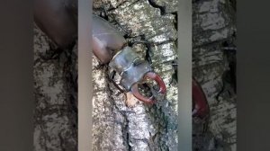 САМЫЕ РЕДКИЕ ЖУКИ. Часть 1.