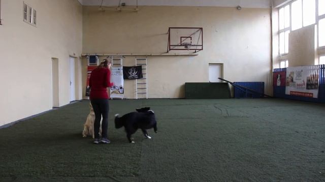 Чупрун Наталья бордер колли Бест и голден ретривер Рикки смотреть онлайн