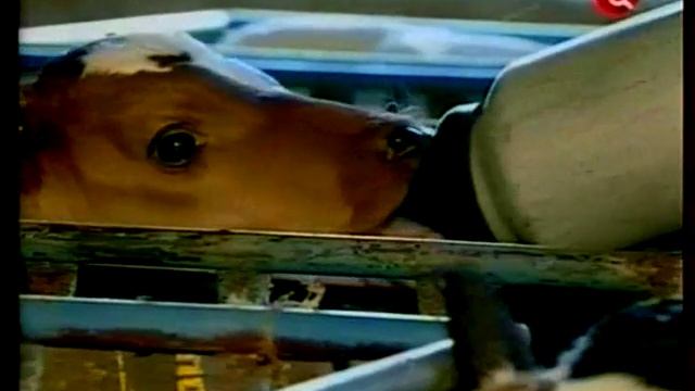 Породообразование в скотоводстве с зебу смотреть онлайн