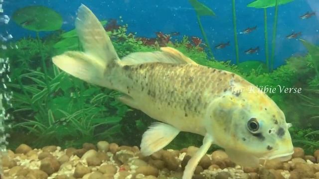 Etroplus Fish смотреть онлайн